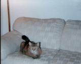 Coco on HER Sofa.jpg (2905 bytes)