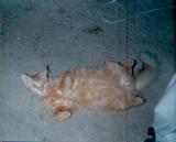 Simba waiting for Belly-rub.jpg (3474 bytes)